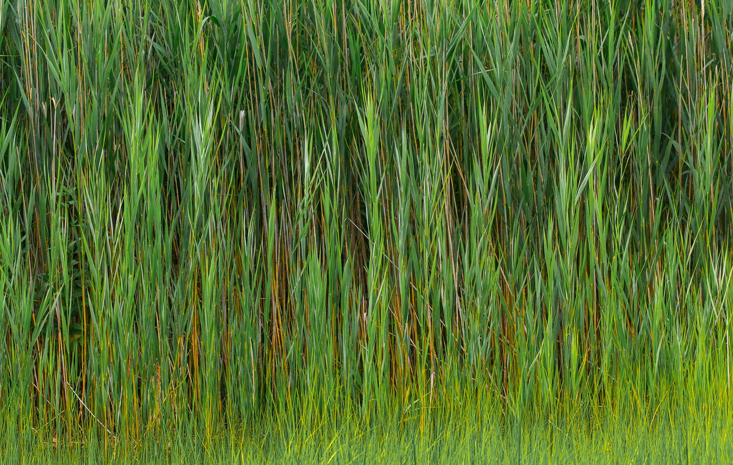  Grass  textures 