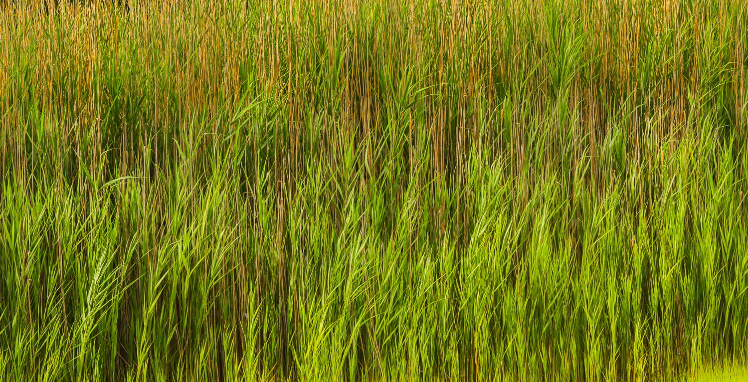  grass textures 