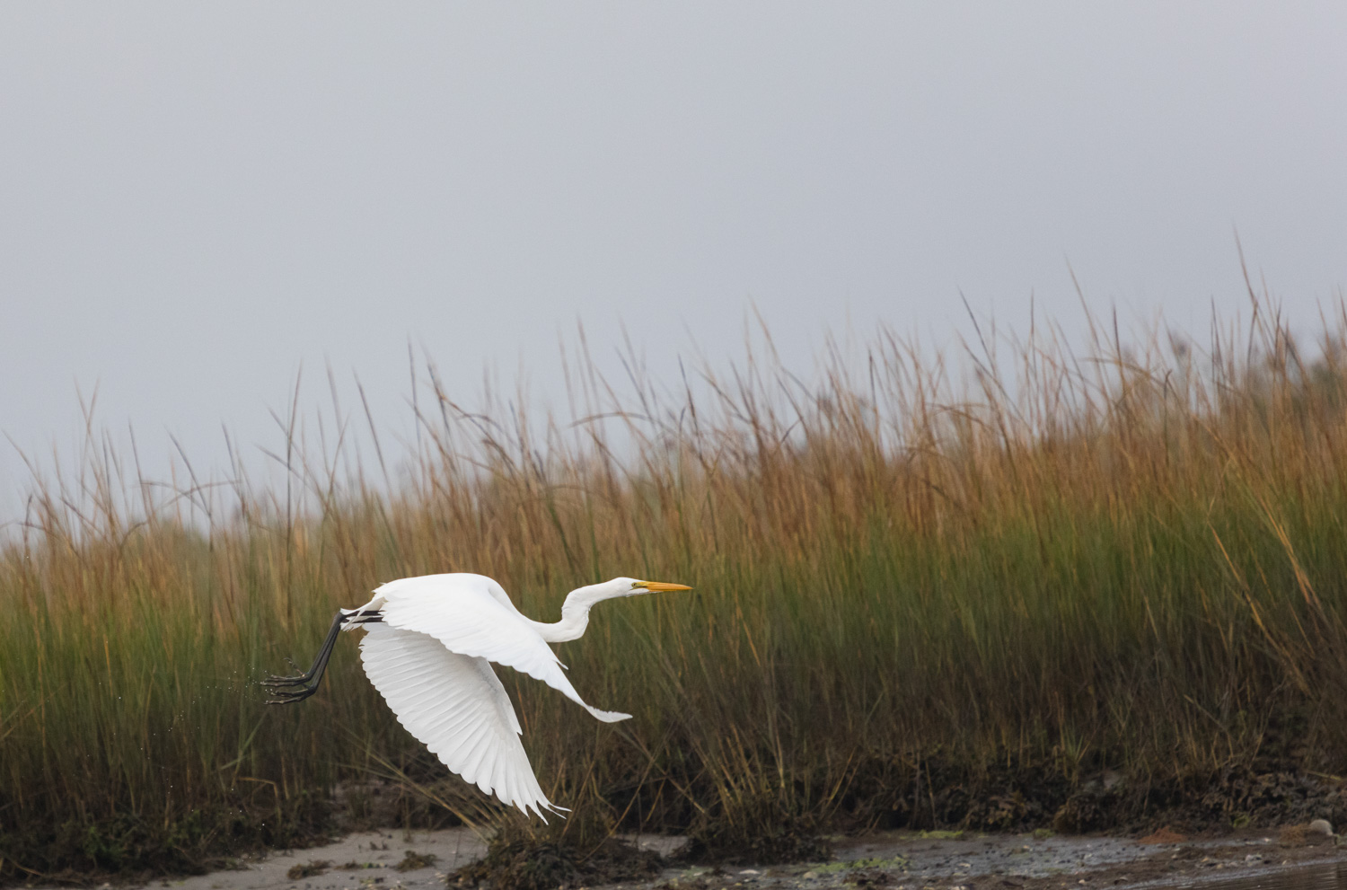  Great White Egret in flight 