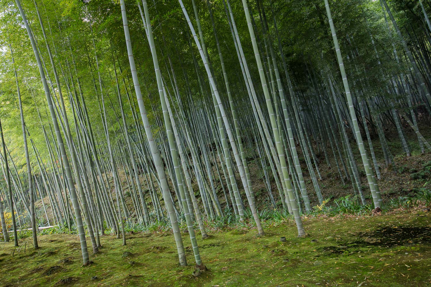 Bamboo Forest, Kyoto