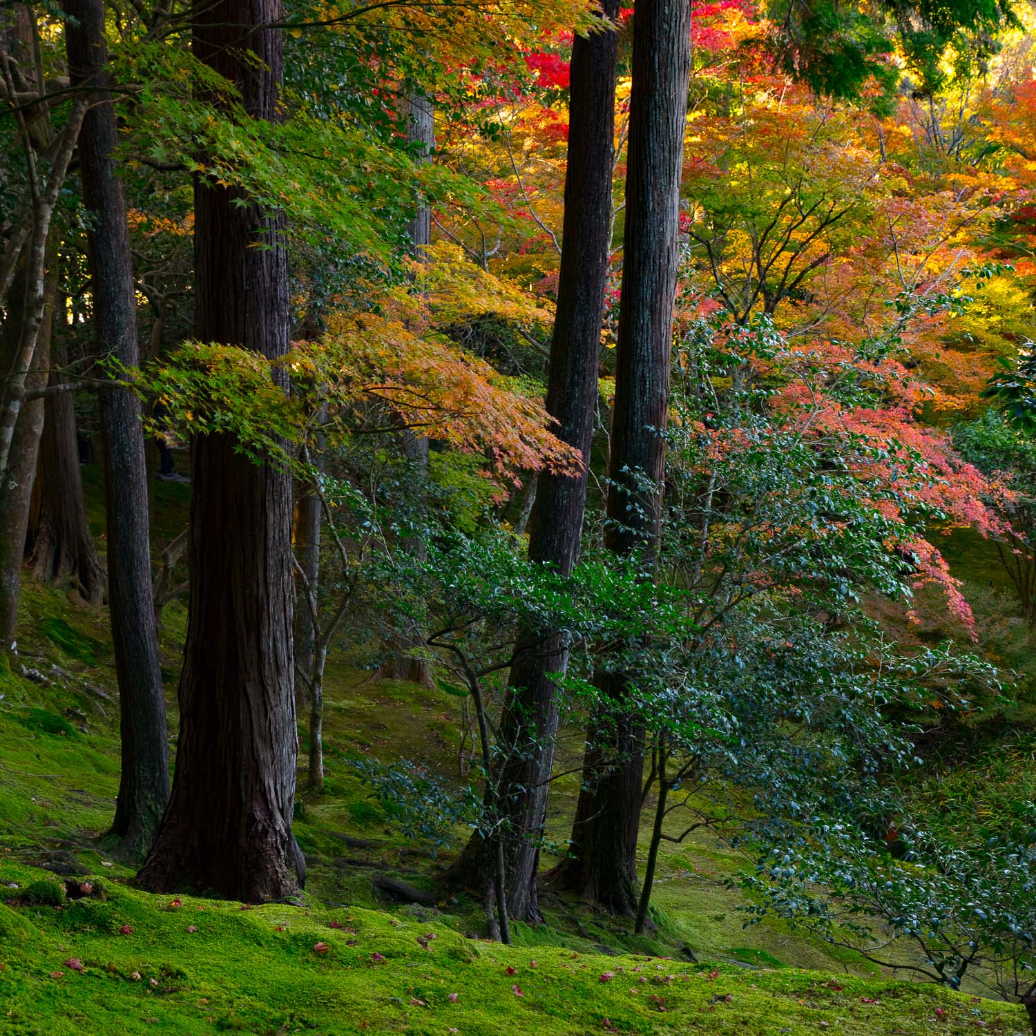 Autumn Kyoto