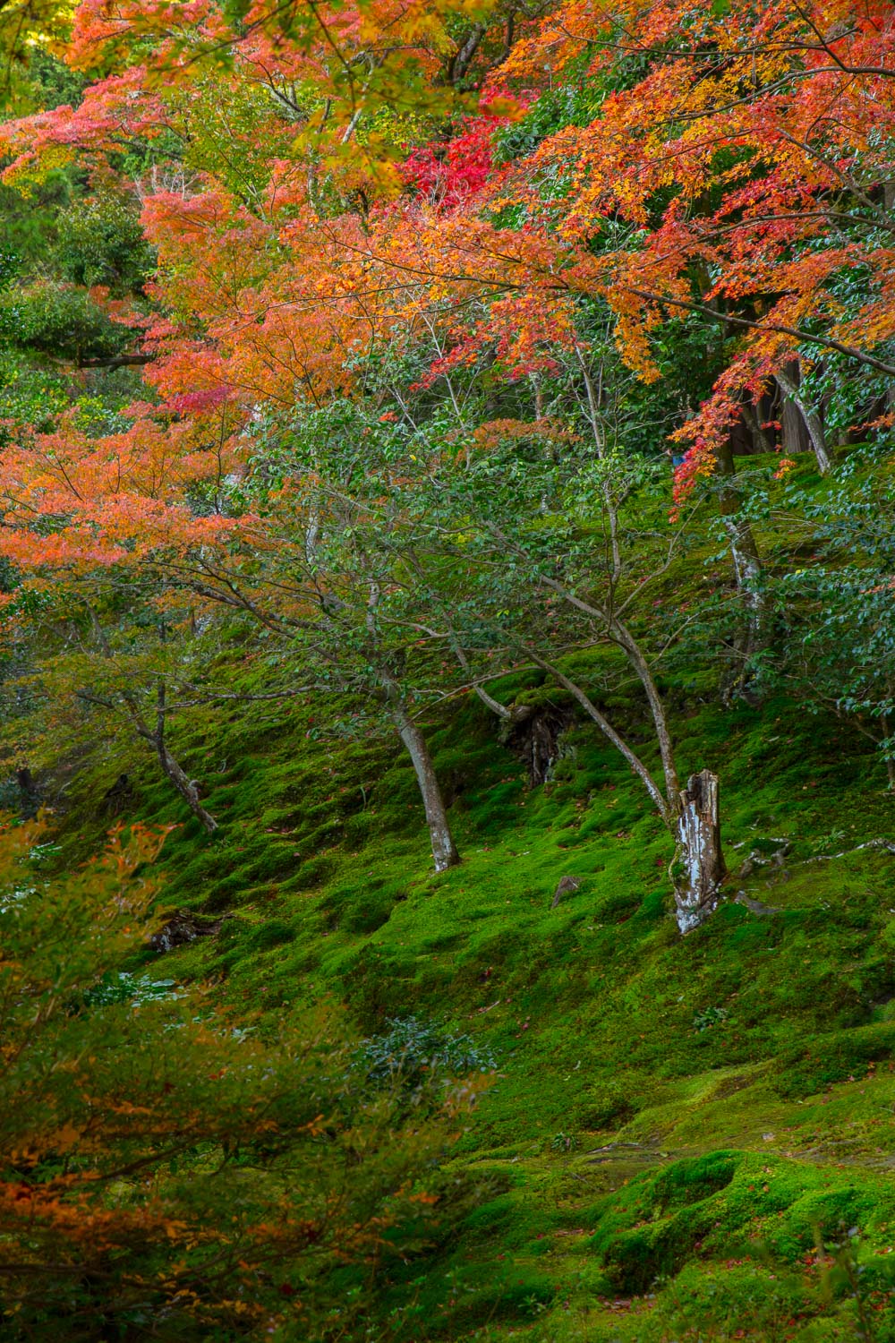 Autumn Kyoto