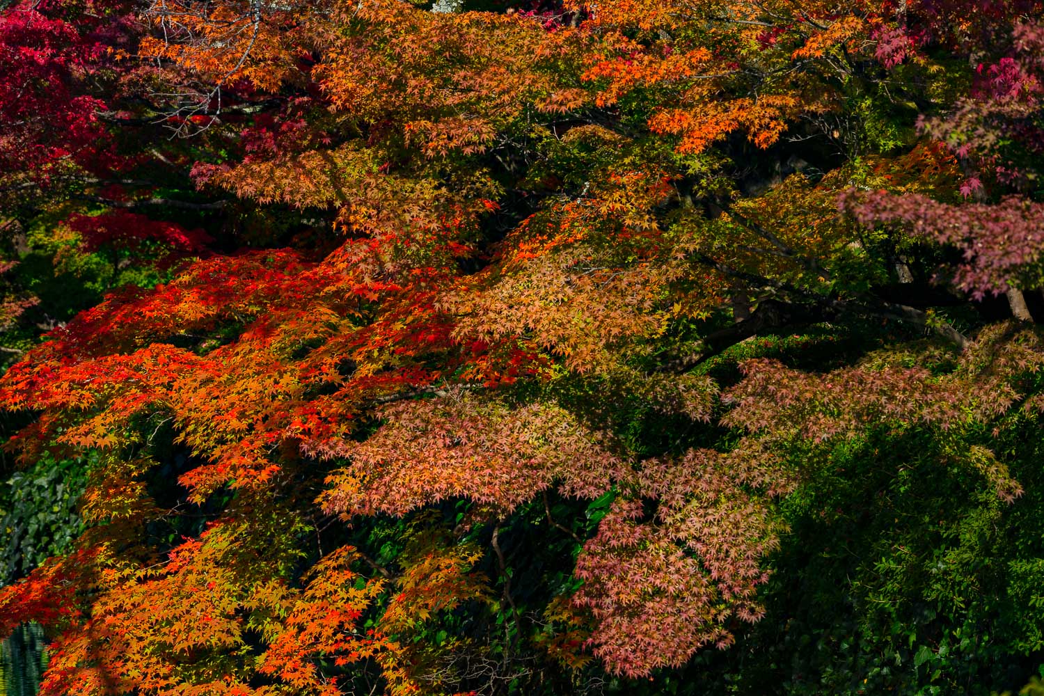 Autumn Kyoto