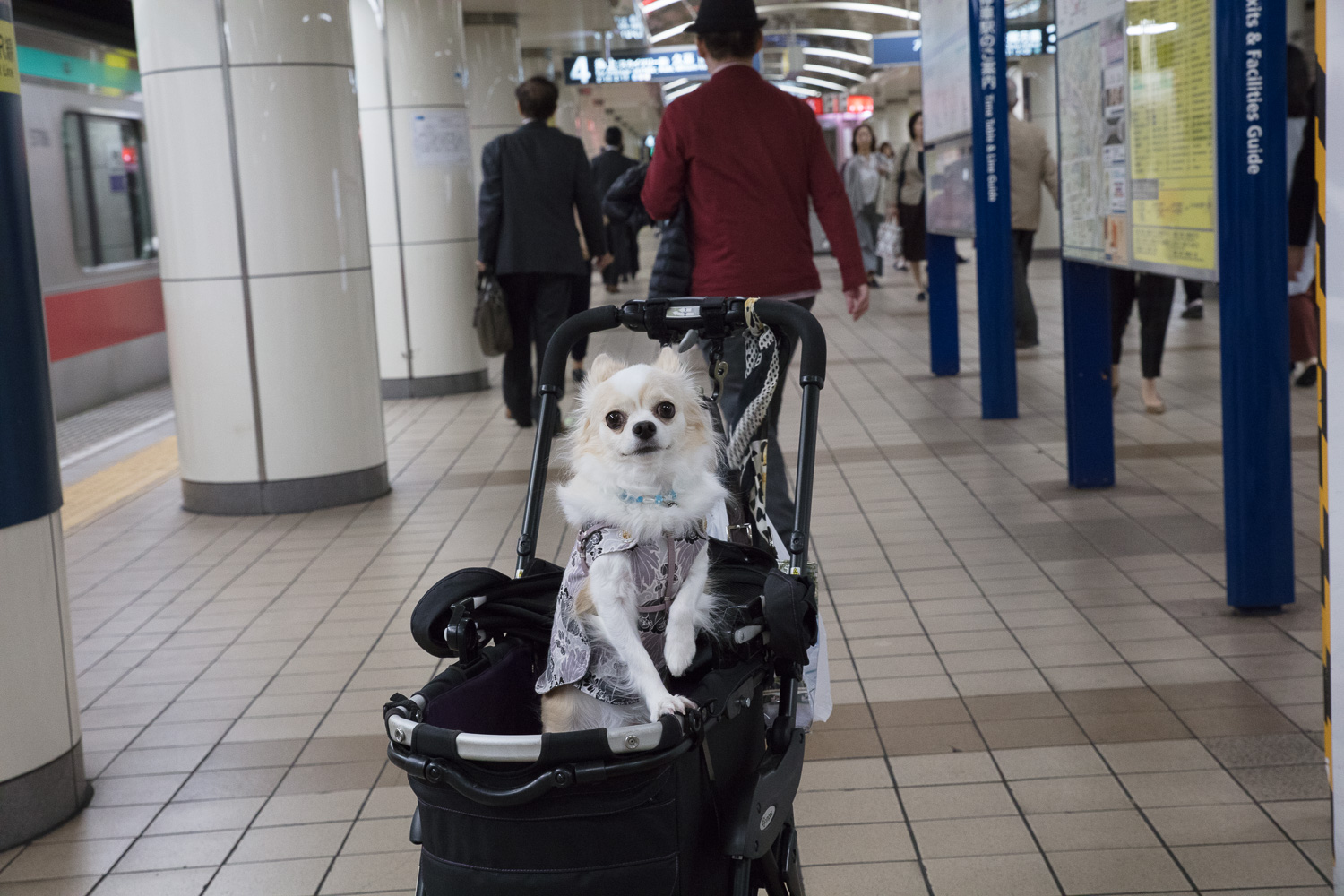 Dog, Japan Subway Station