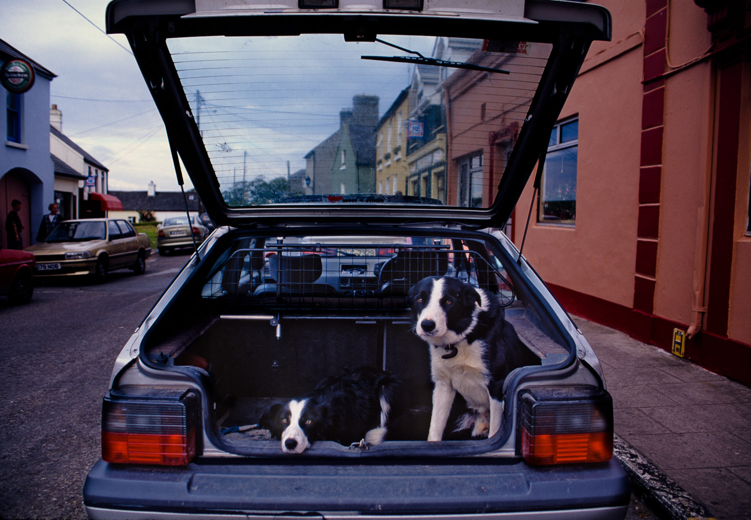 Border Collies, Scotland