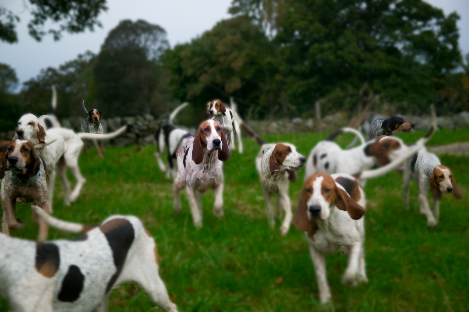 Fox Hounds