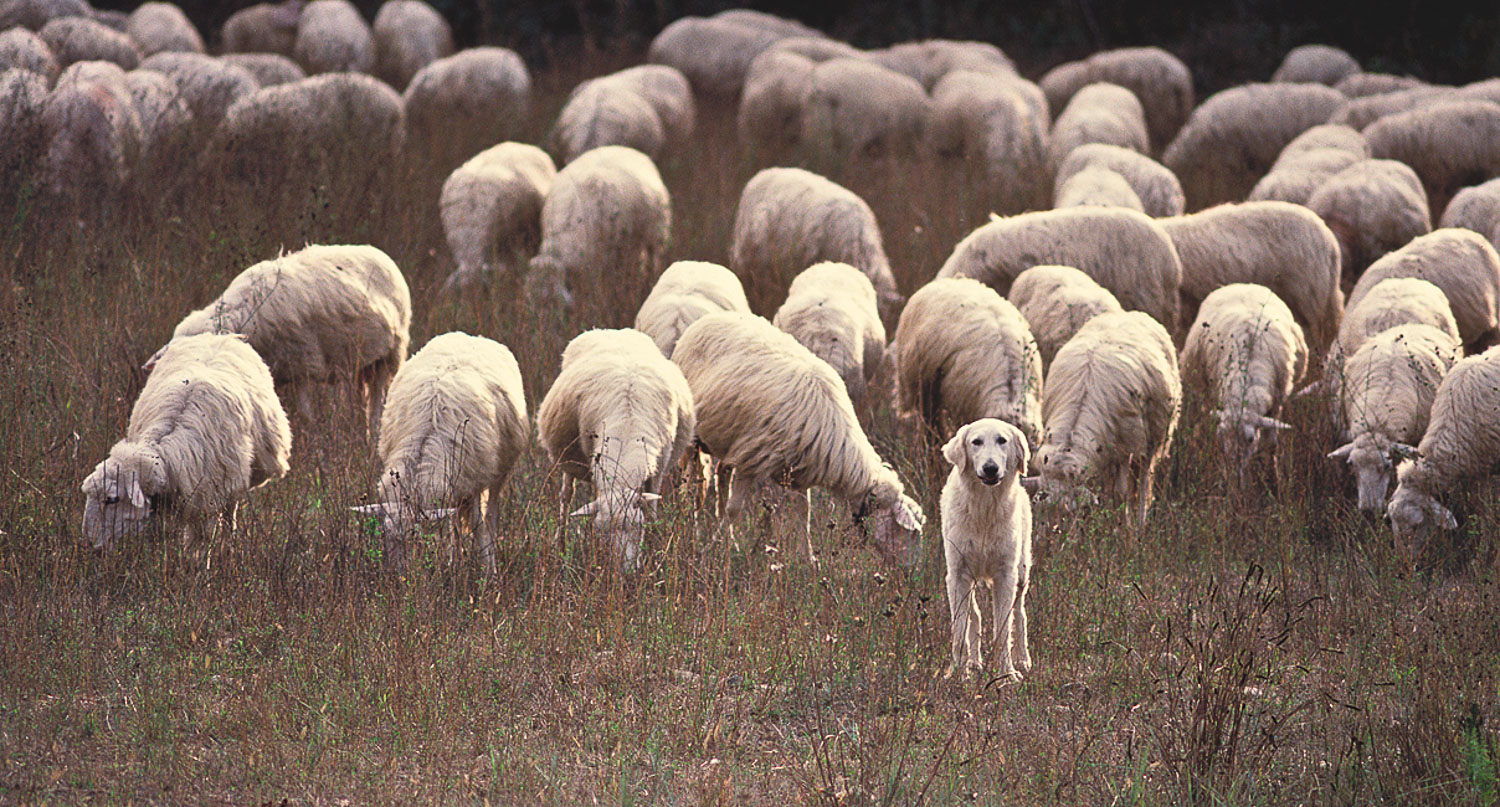  Italian Herd Dog 