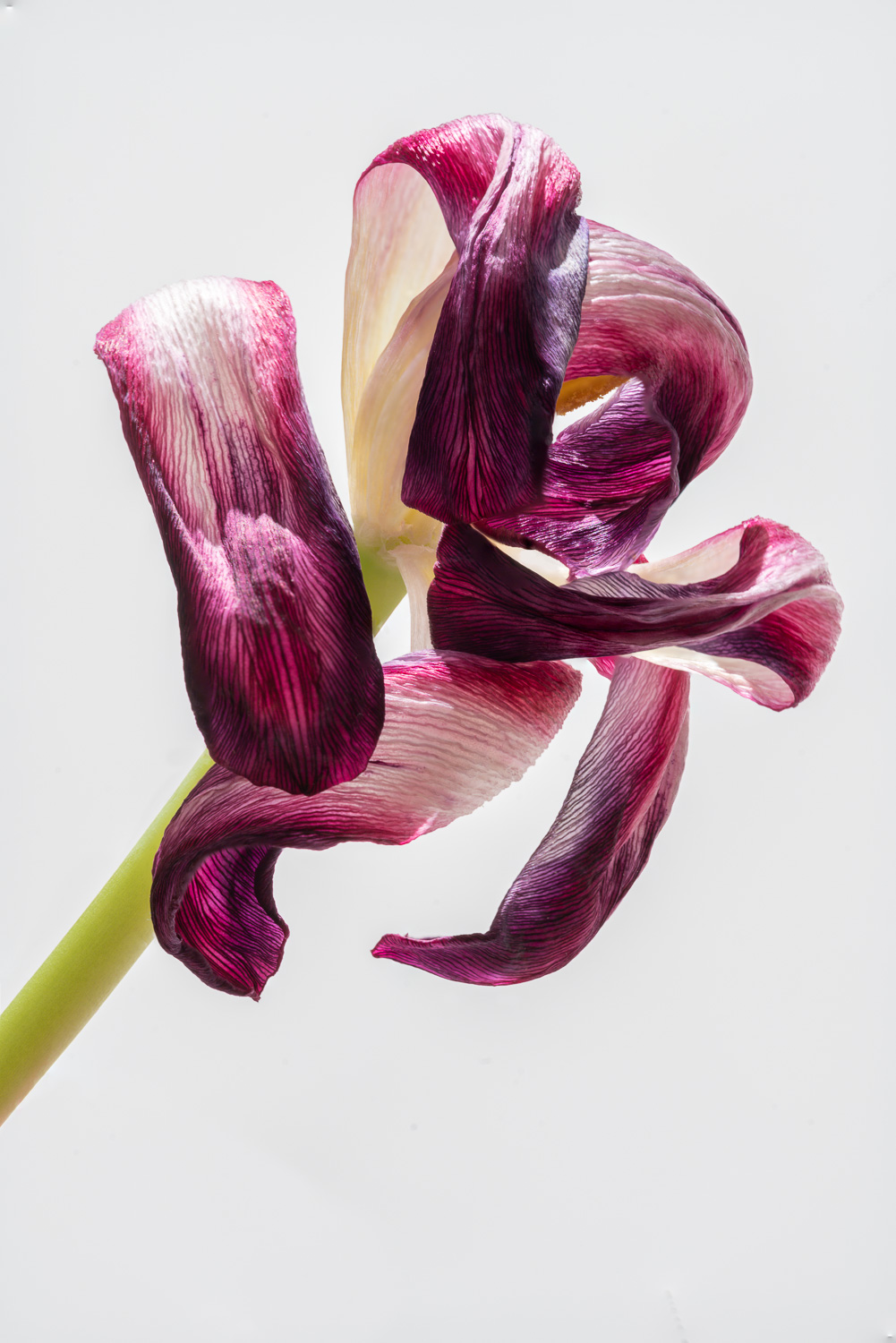 Dry Tulip