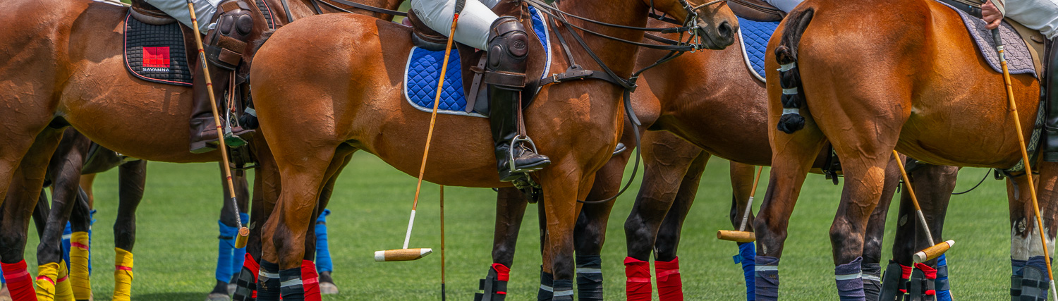 horse musculature of the polo ponies at the Mashomack Polo Club.jpg