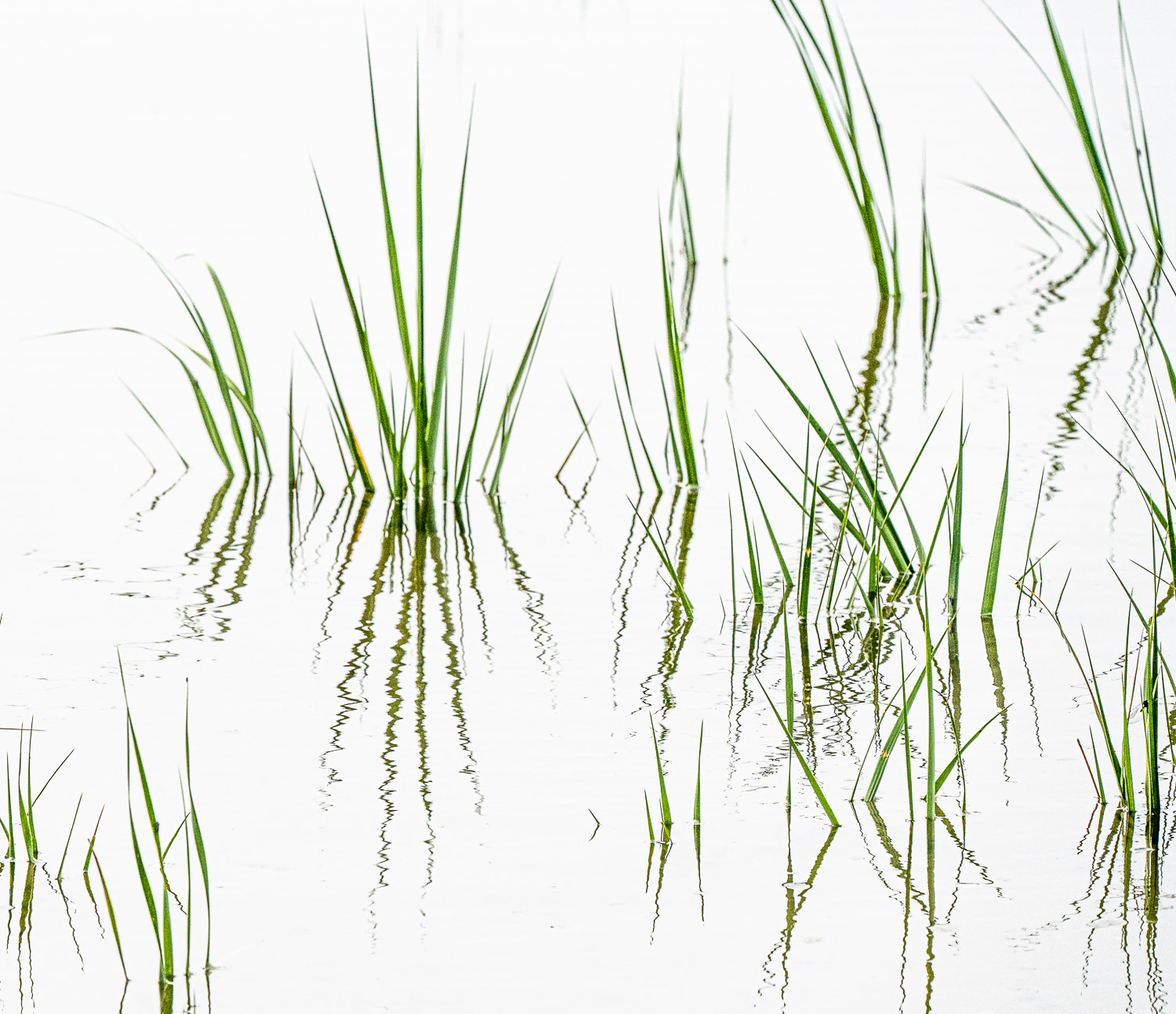 Wetlands grasses mirrored in white water ripples 3053..jpg