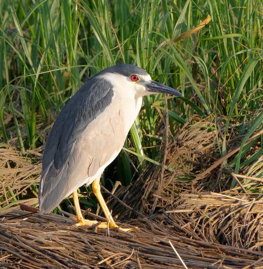 Night Heron