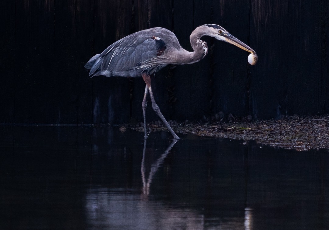 Great Blue Heron with Blowfish