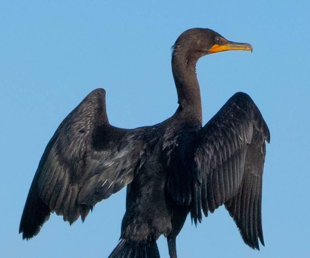 Cormorant, Drying Out