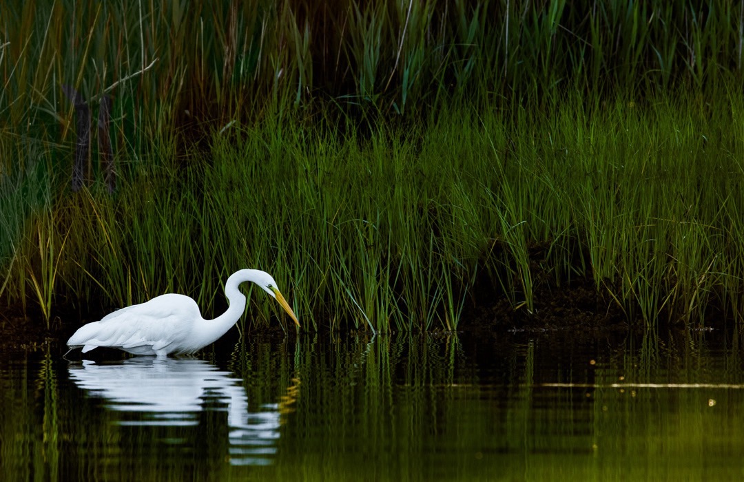 Egret