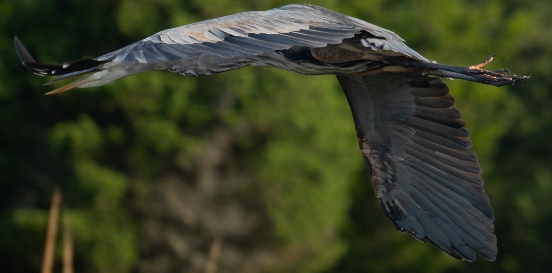 Great Blue heron all wings and feet in flight.  5909.jpg