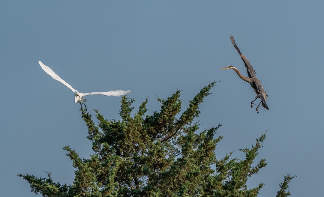 Great Blue Heron Chases Egret from Perch