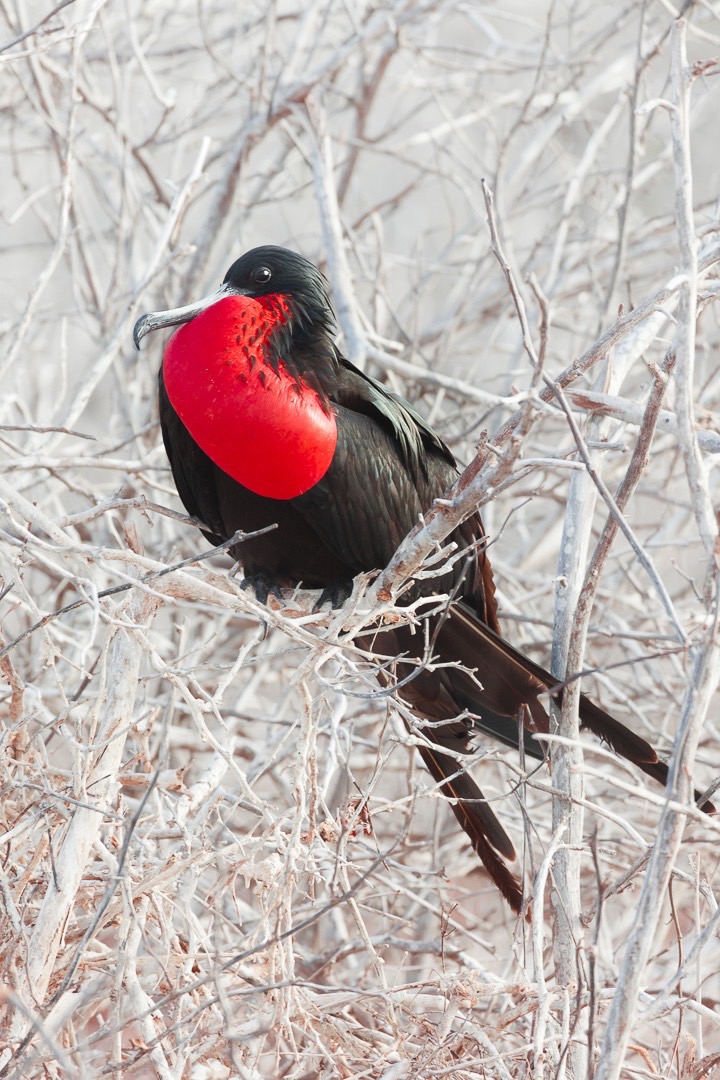 Frigate Bird, Galapagos