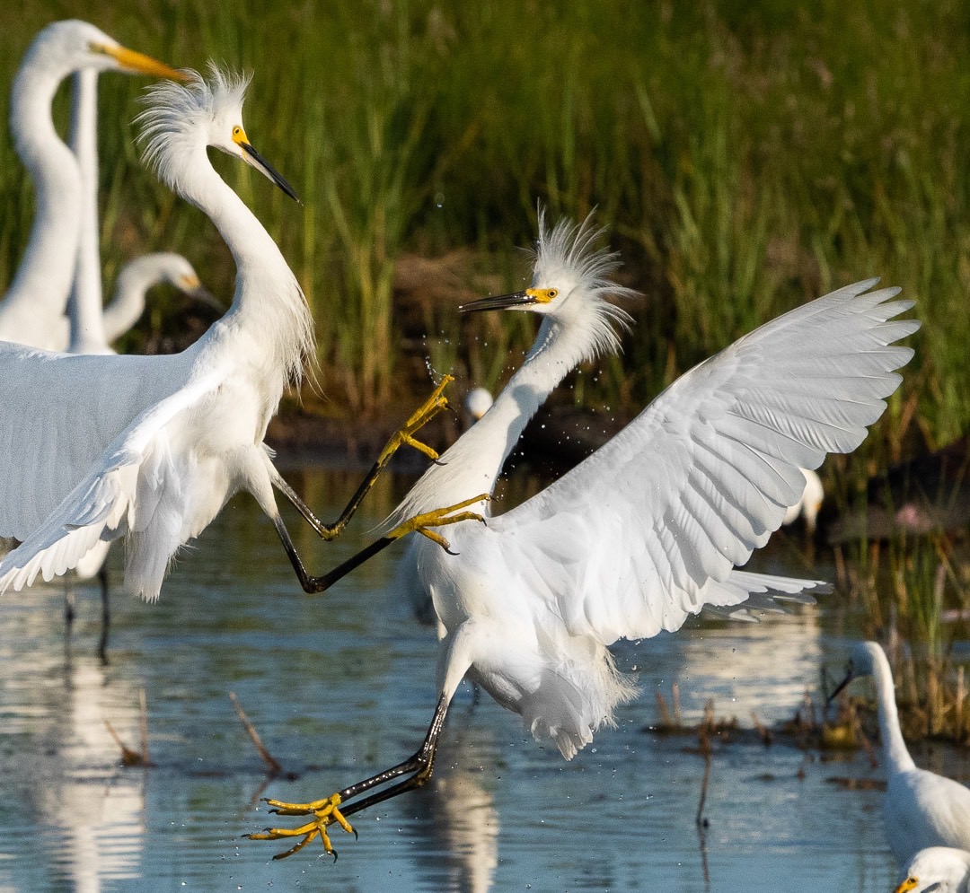 Crests and Feet, Snowy Egrets