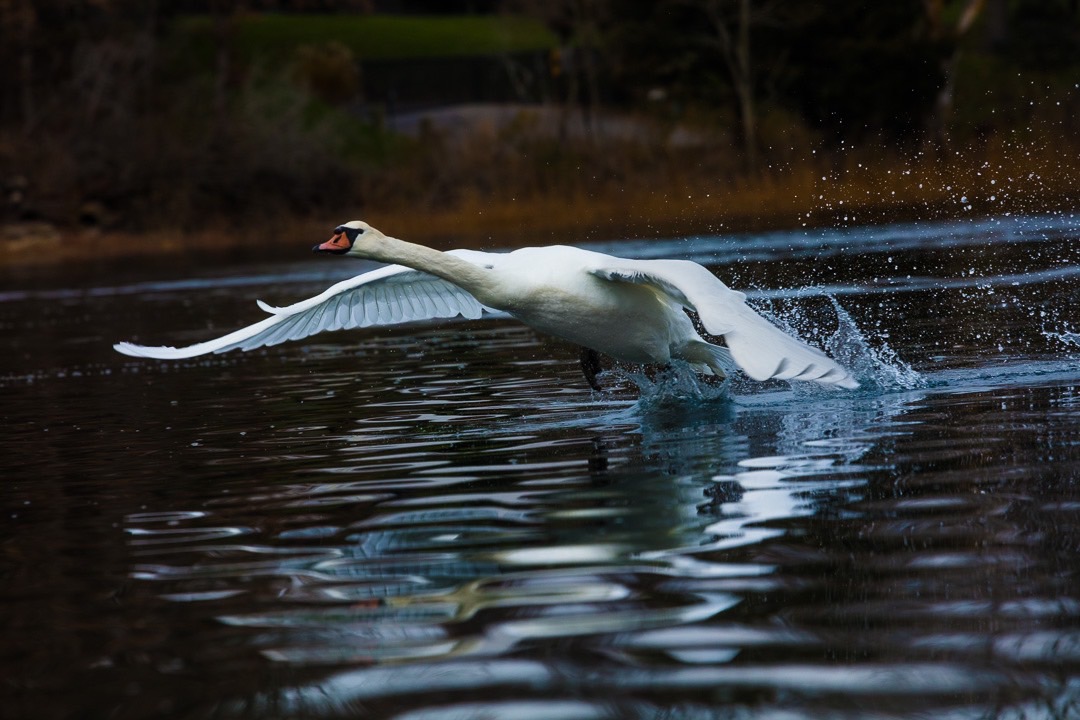 Swan, laboring into flight