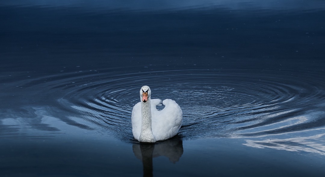 Mute Swan leaves a wake of concentric rings in glassey quiet blue waters of Bullhead Bay,Southampton, NY 5046.jpg