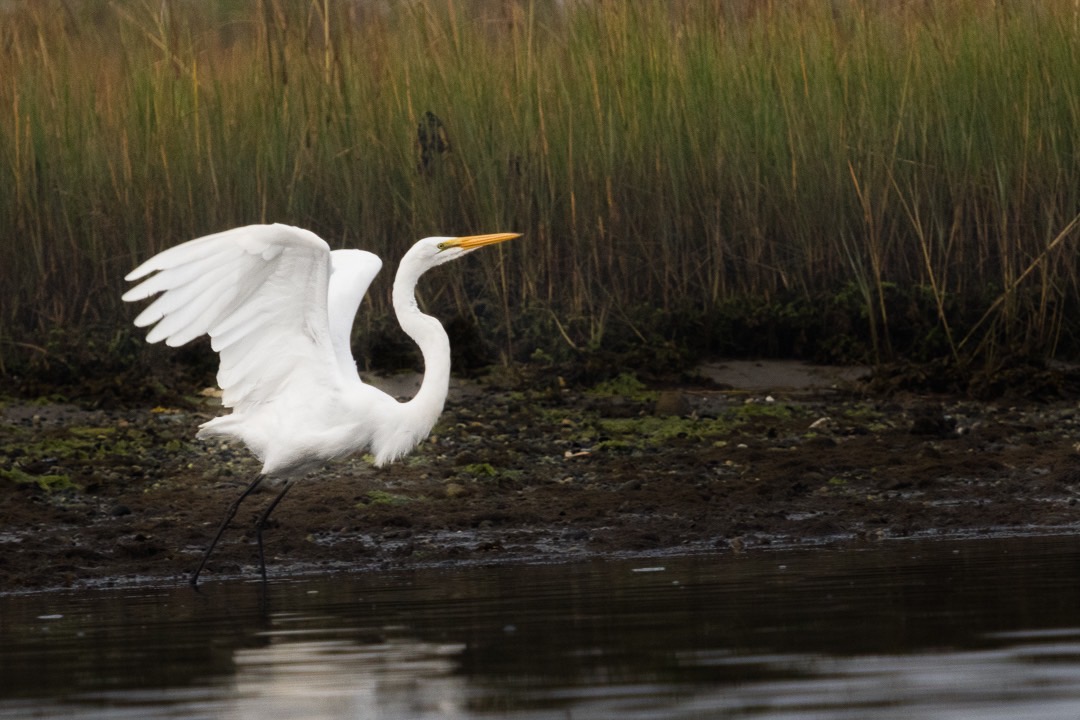 One in this series. Egret strikes an iconic graceful pose ready for flight contrasting the white bird against the dark water and grasses. 9966-compress.jpg