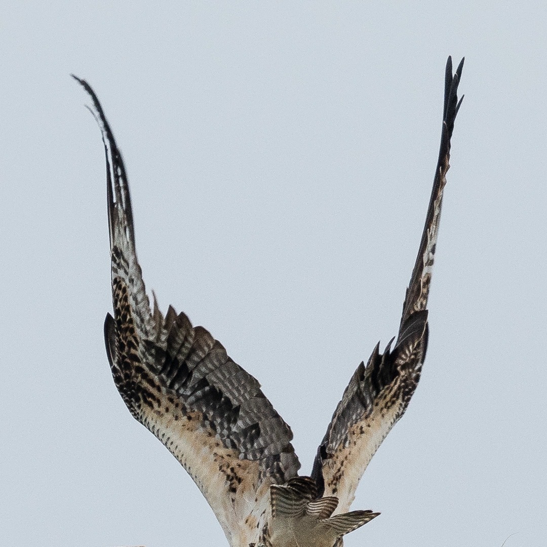 Osprey, Sculptural Wings