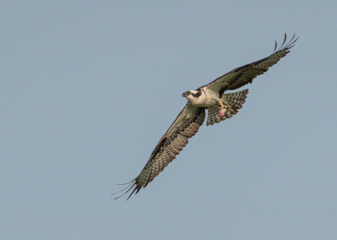 Osprey