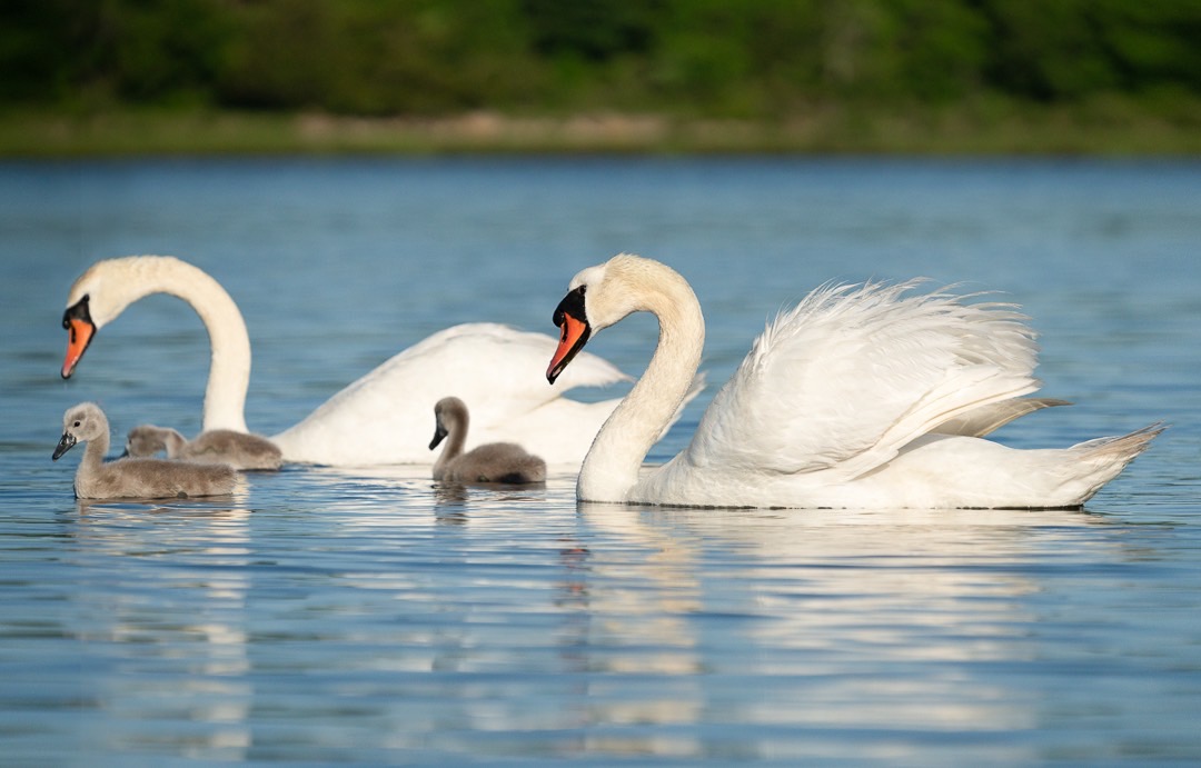 Parent swans with 3 cygnets hamptons bullhead bay 9343-Edit.jpg