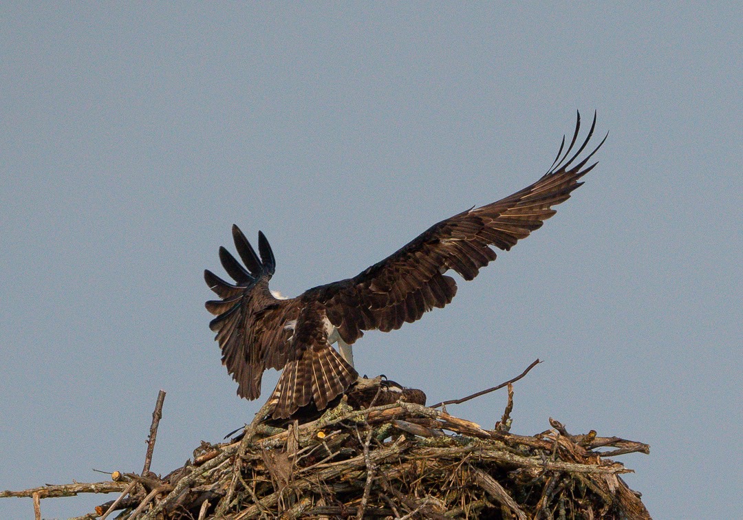 Osprey