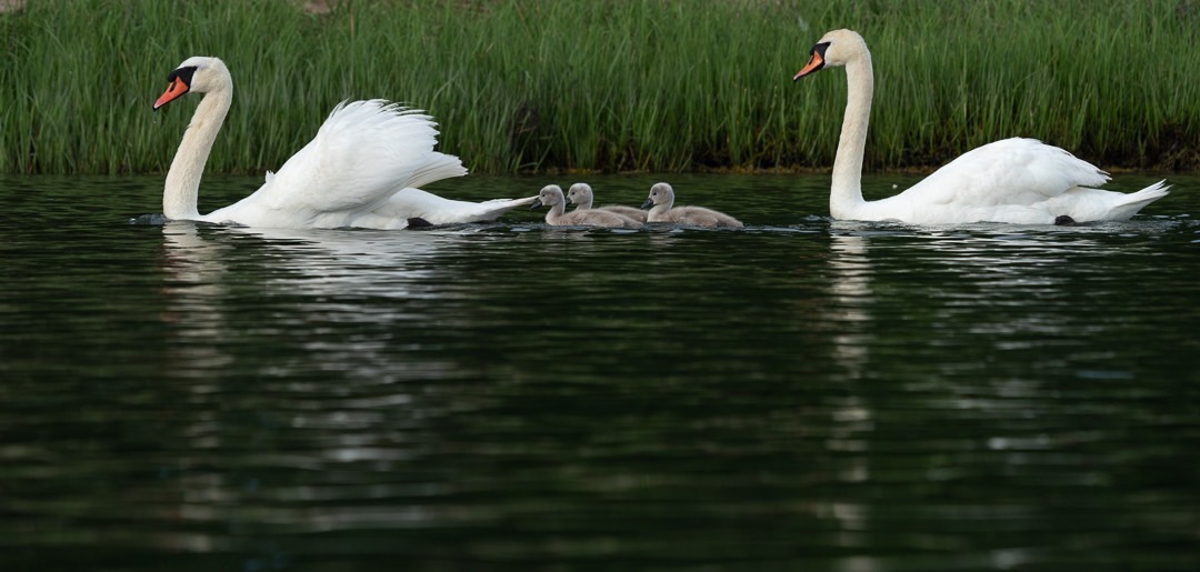 Parent swans with cygnets birds hamptons bullhead bay elegant love parenting 9051.jpg