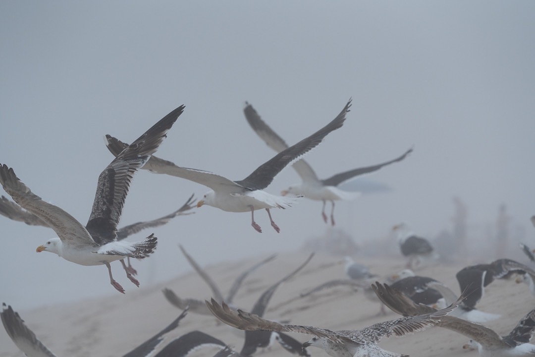 Seagulls