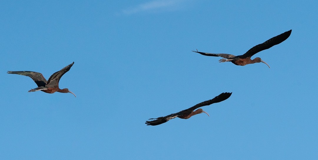Three Glossy Ibis in flight.  Curved bills and black bodies against a blue sky. 2655.jpg