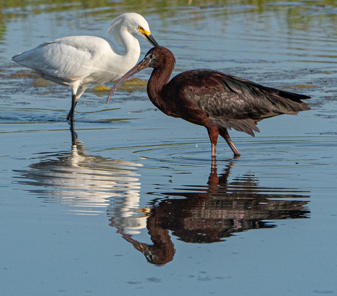 white medium sized heron and a millet feed toghther in a salt marsh.  Southampton, NY 2794-.jpg