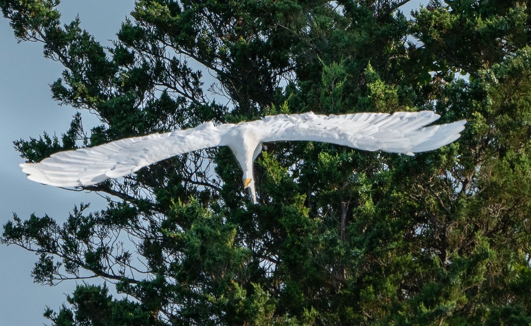 Egret