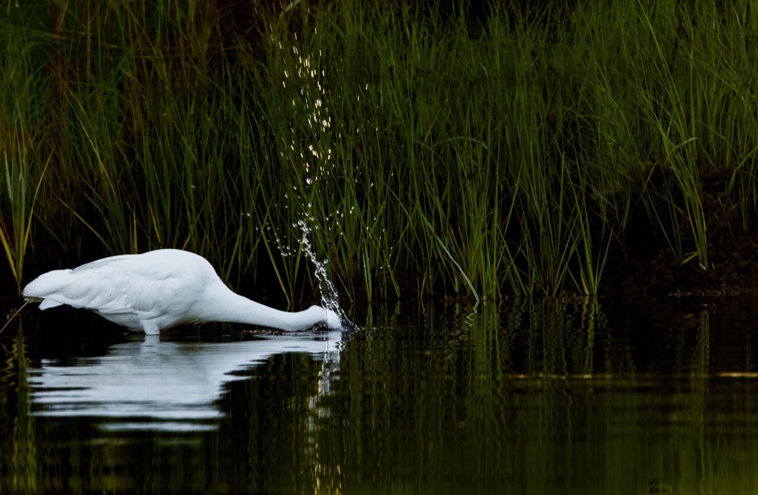 Third+is+the+series.+Splash+as+the+white++egret+strikes+its+prey.+5414-2.jpg