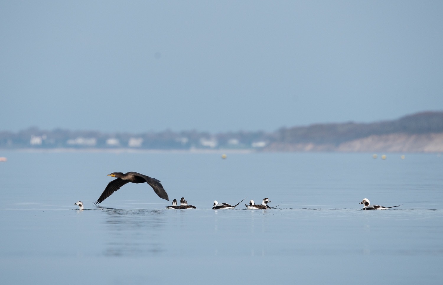 Long Tailed Ducks Cormorant Fly By