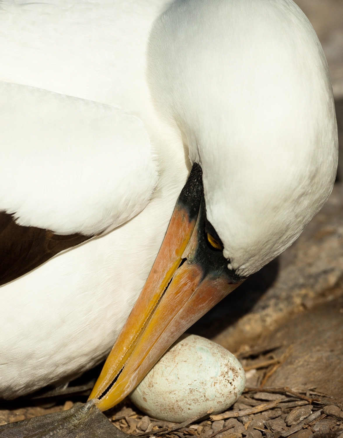 Nazca Booby