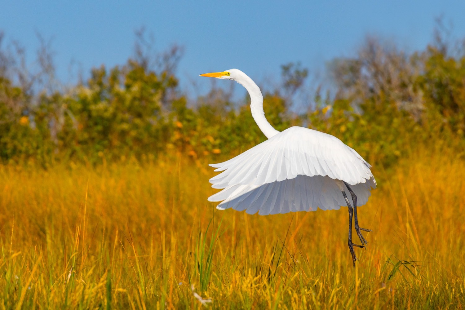 Egret with skirt.jpg