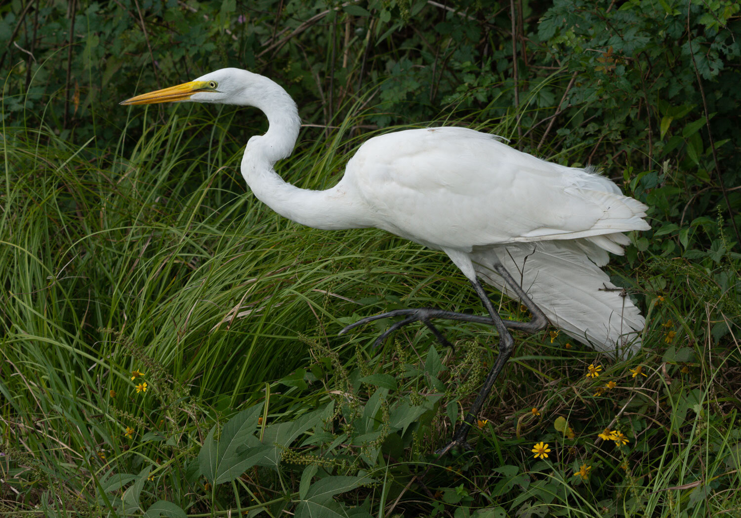 Great White Egret