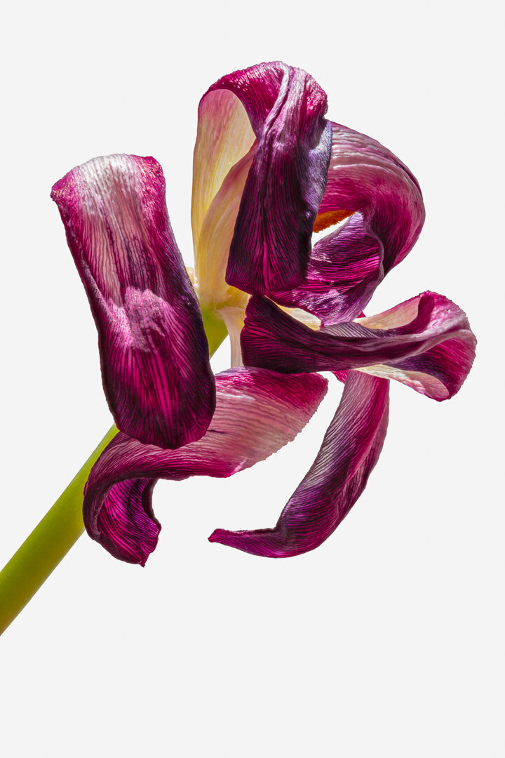 Dry Tulip #1 2019