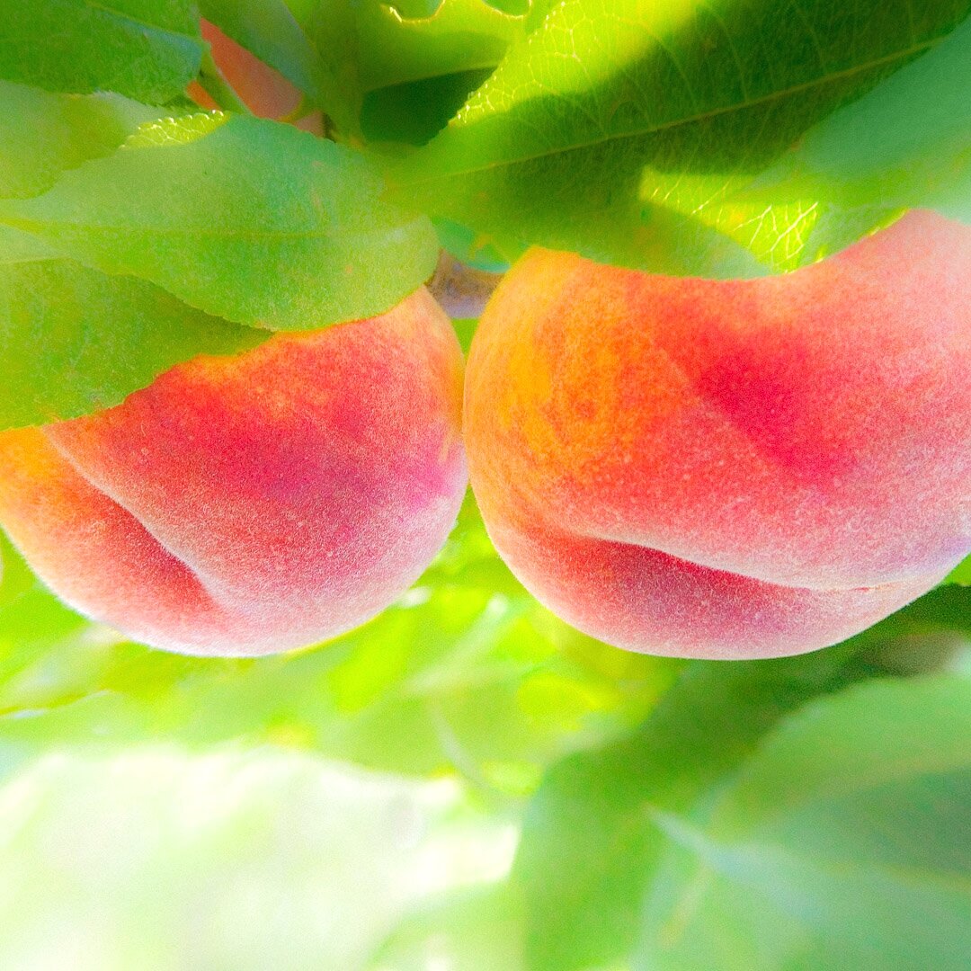 Some Peaches 