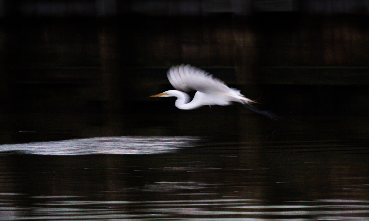 Great White Egret