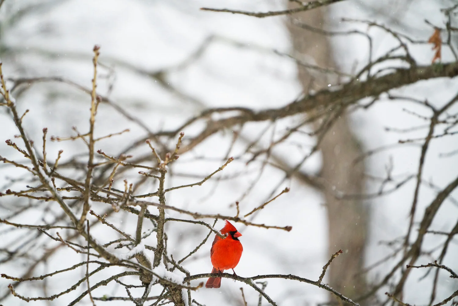 80male cardinal in tree_DSC4941-Edit.jpg