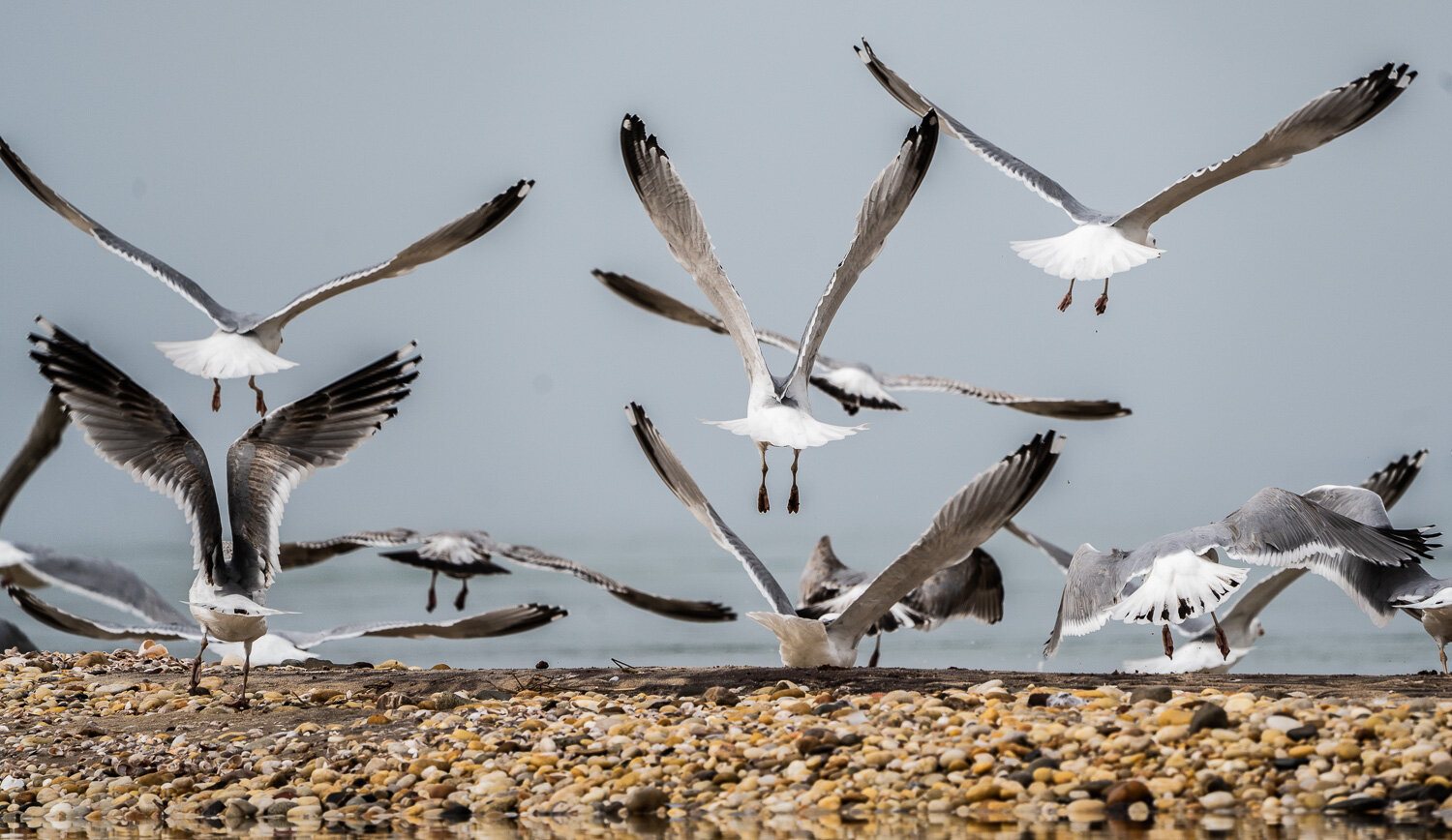 95gulls seagulls bird inlet_DSC1161.jpg