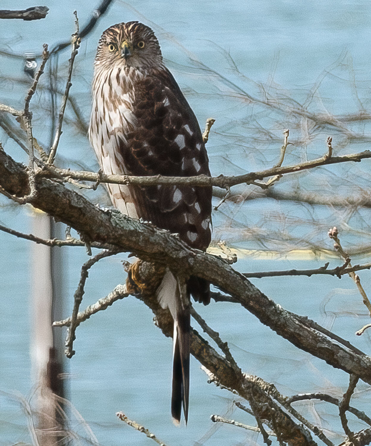 87coopers hawk_DSC5226-Edit.jpg