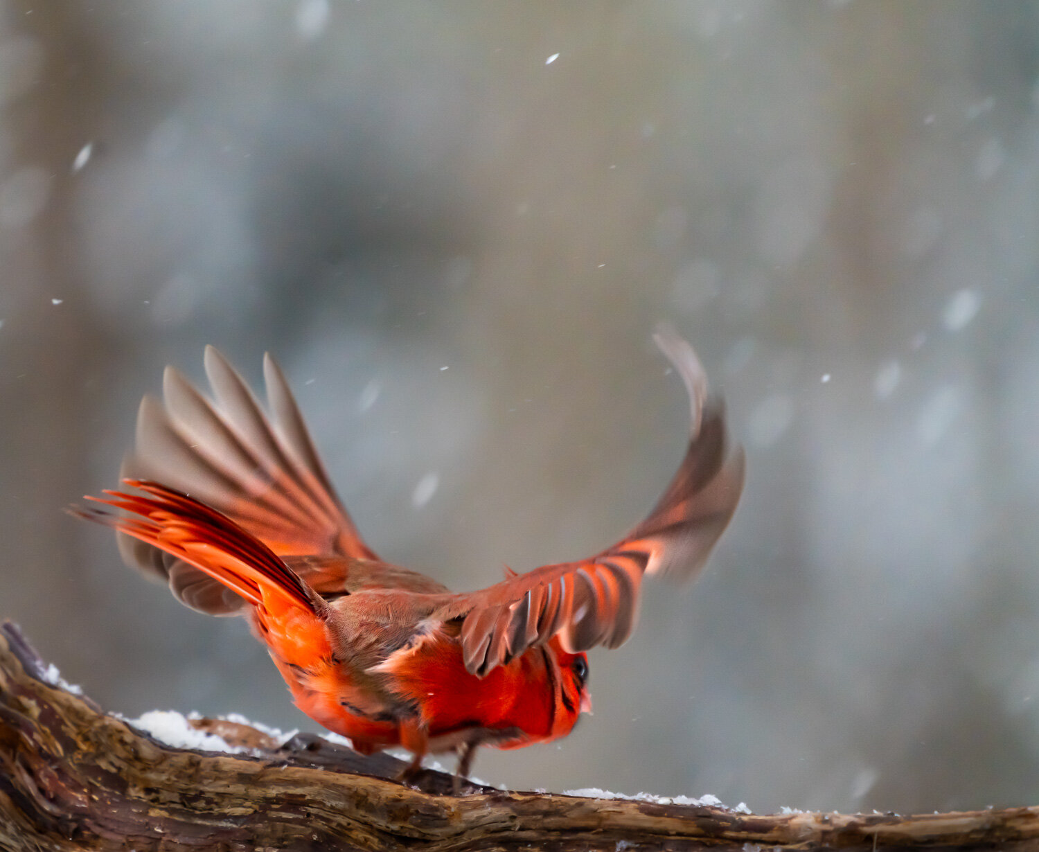 81male cardinal bird winter feeder denoise_DSC5205-Edit.jpg