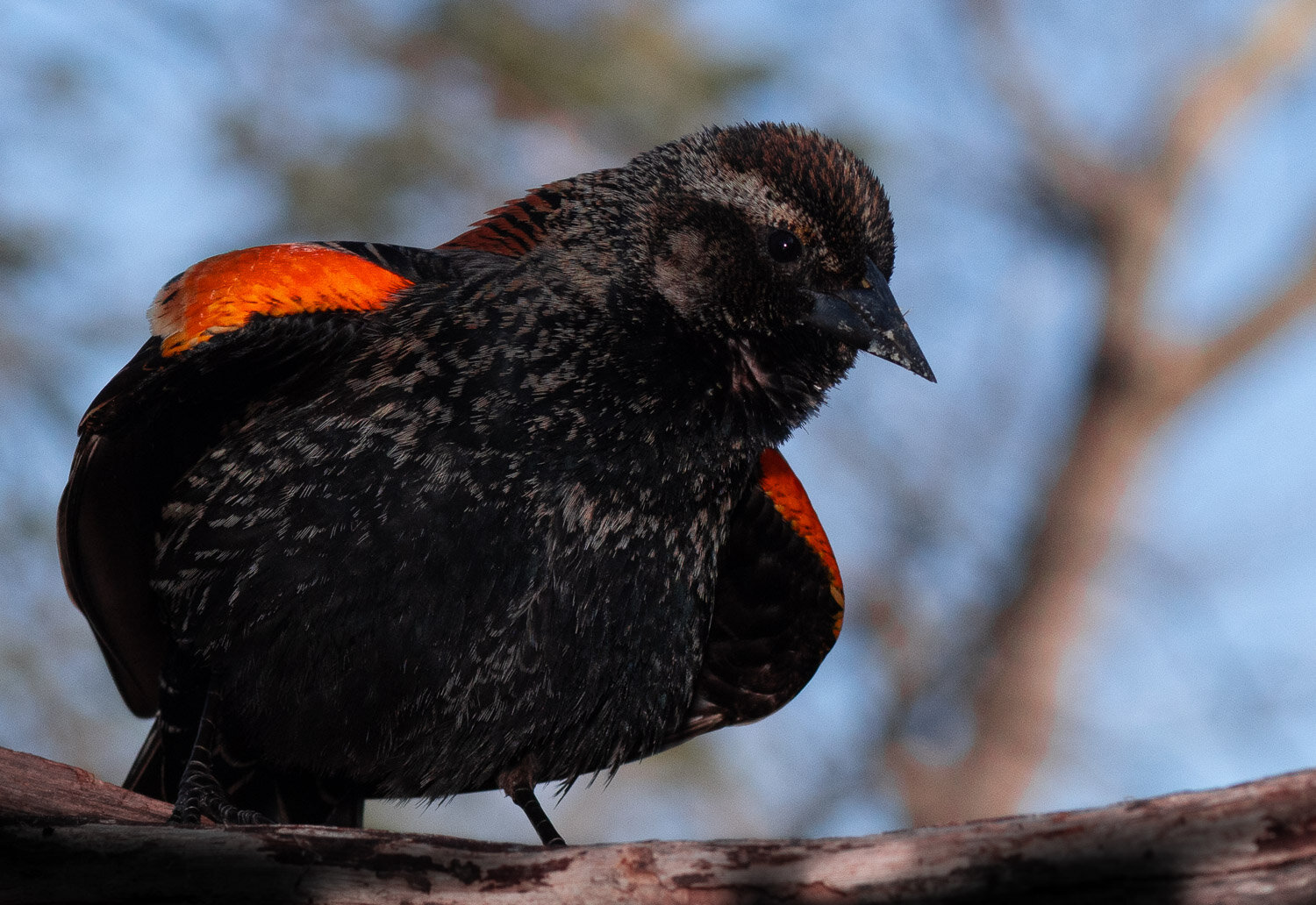 45redwinged-blackbird_DSC0512.jpg