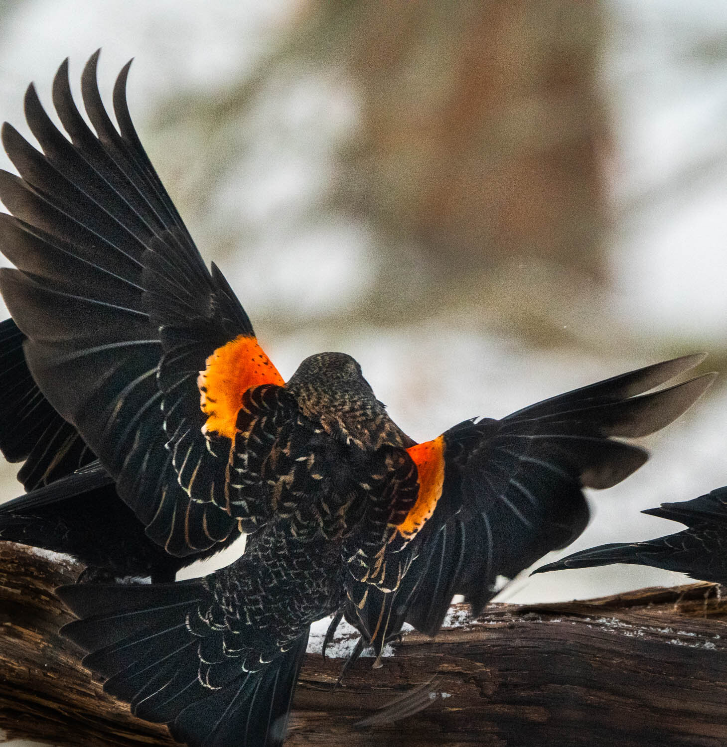 33red winged blackbird squabble_DSC0391.jpg