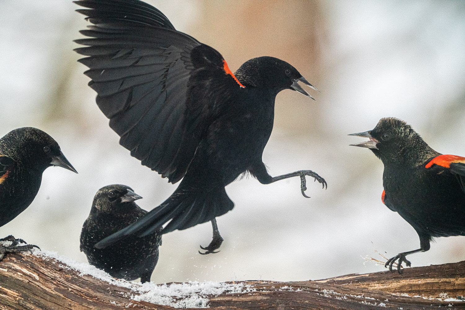 32red winged blackbird squabble_DSC0355.jpg