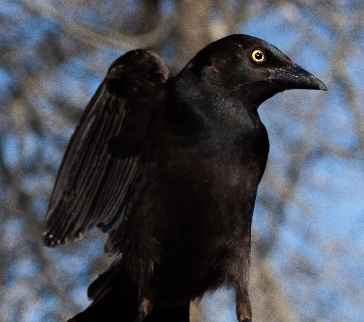 8grackle bird_DSC0266.jpg